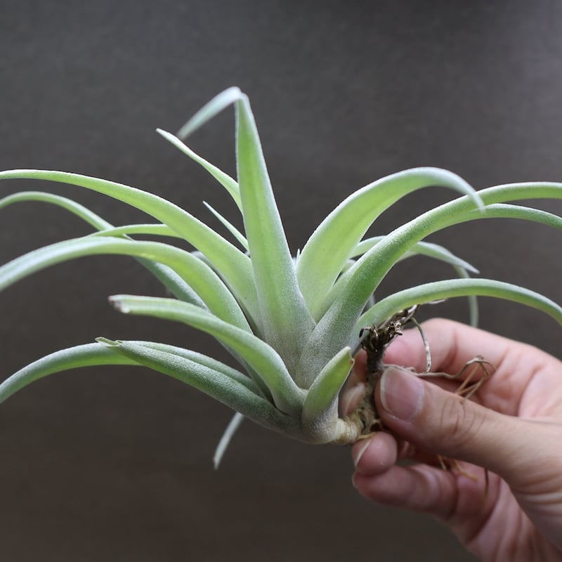 カピタータ シルバーローズ 43号 | air-plants TENGU-DO