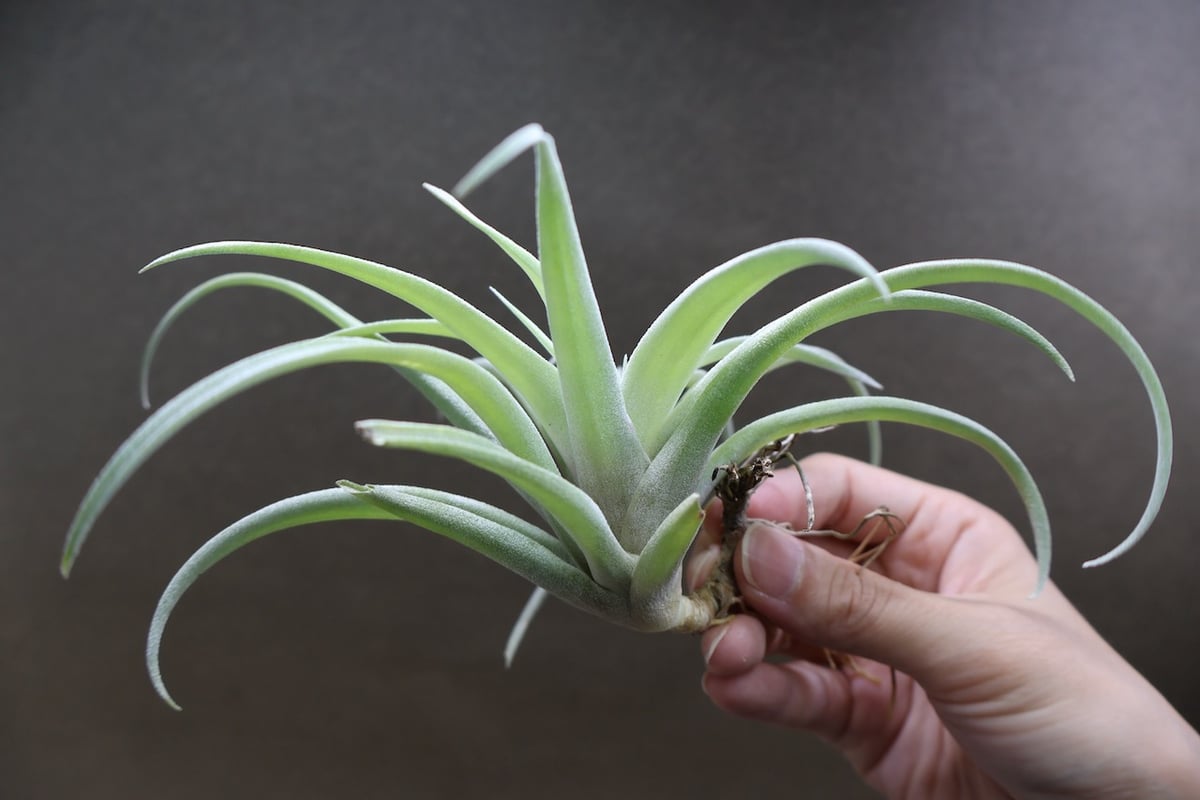 超希少❗️超特大❗️チランジア　カピタータ　シルバーローズ✨ カピタータ シルバーローズ XLサイズ 17号 | air-plants TENGU-DO