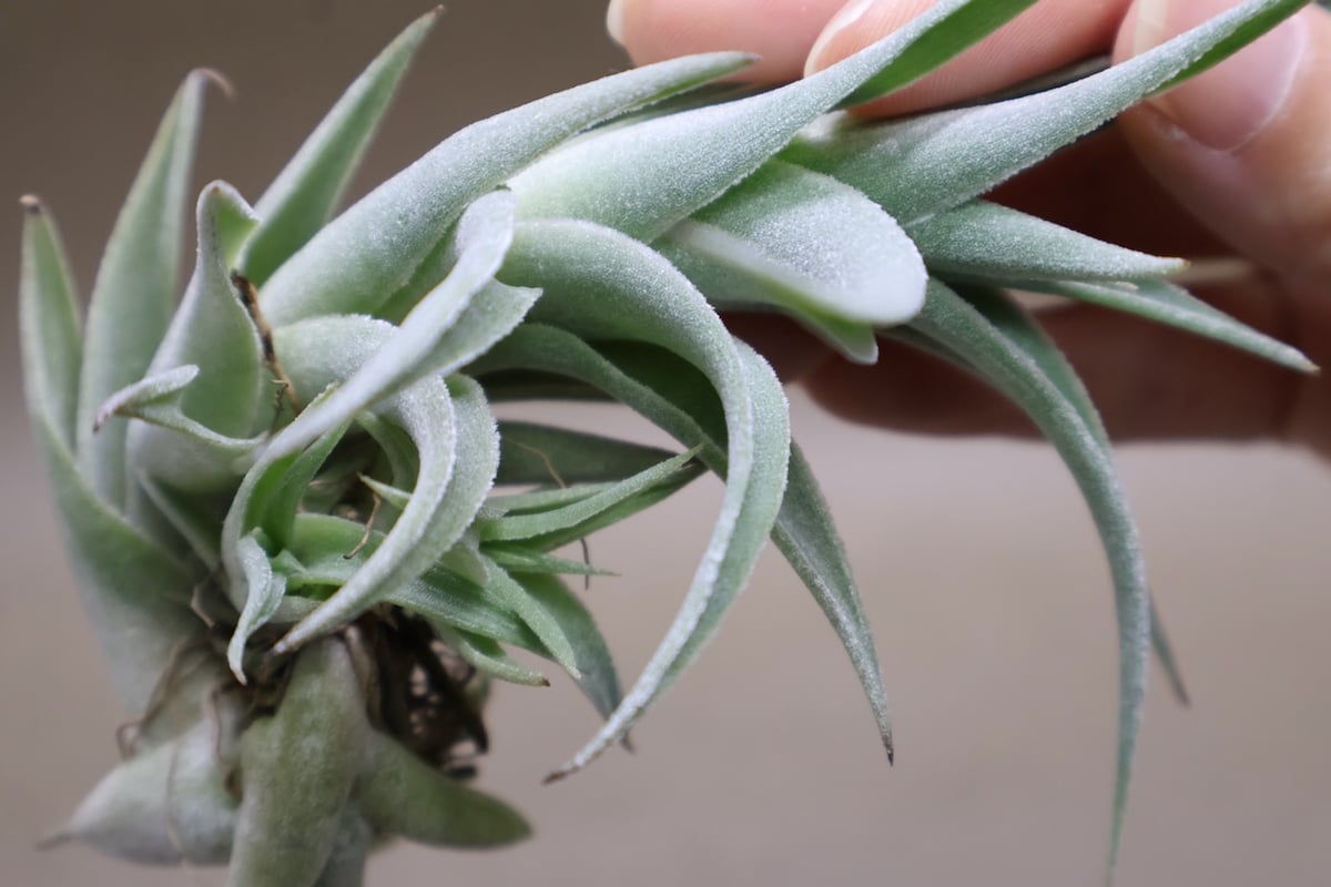 エディシアエ 68号 | air-plants TENGU-DO