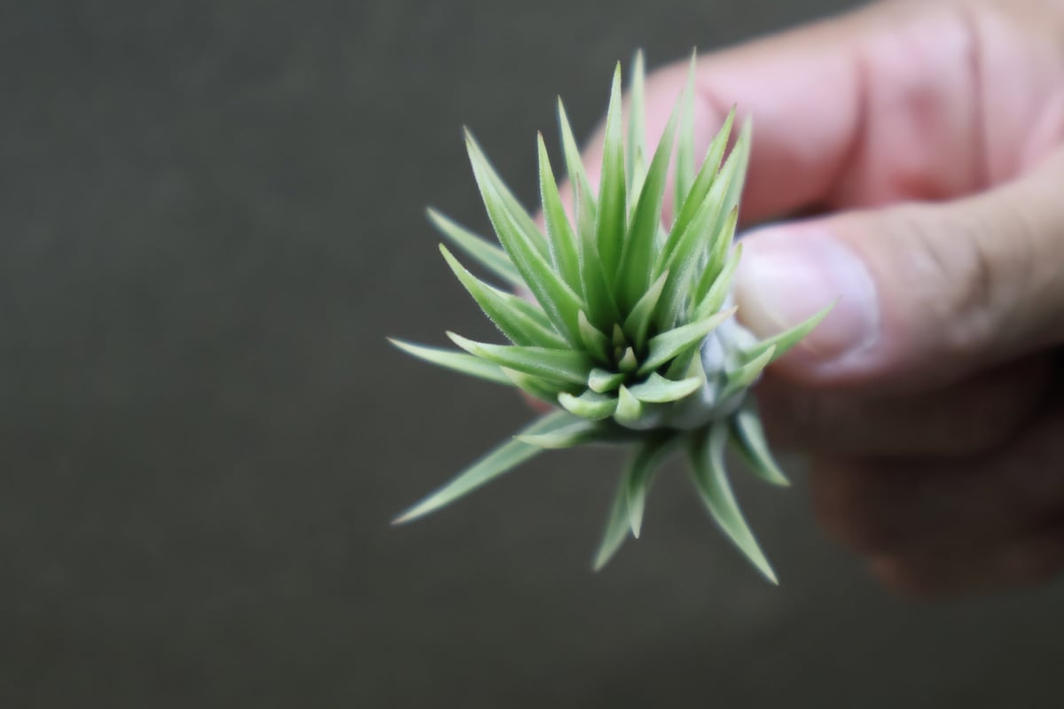 イオナンタ・アルボマージナータ　クランプ 　Tillandsia　エアープランツ イオナンタ・アルボマージナータ クランプ Tillandsia エアープランツ