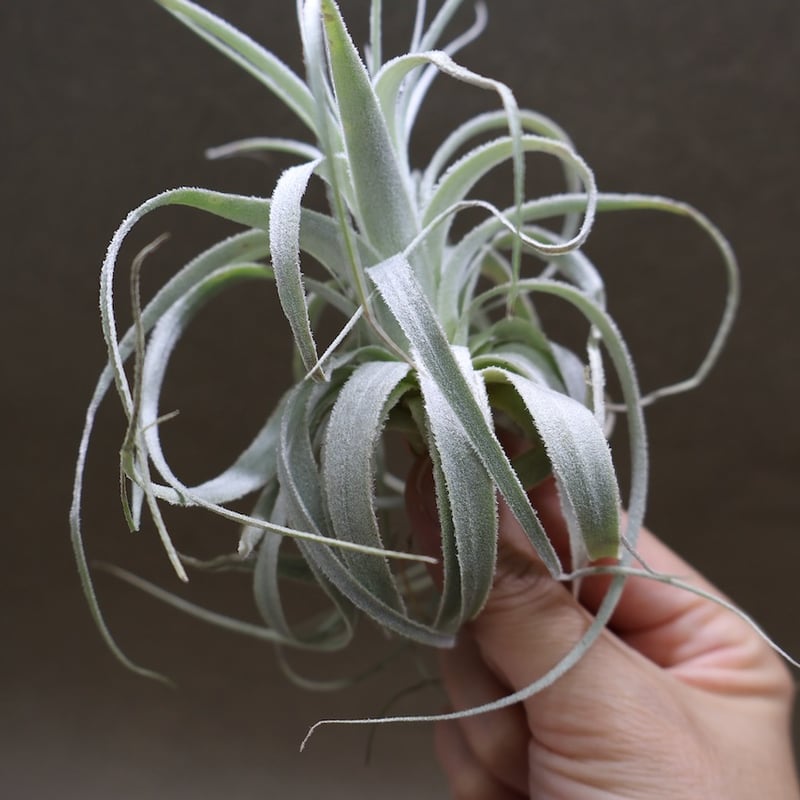 チャペウエンシス 07号 | air-plants TENGU-DO