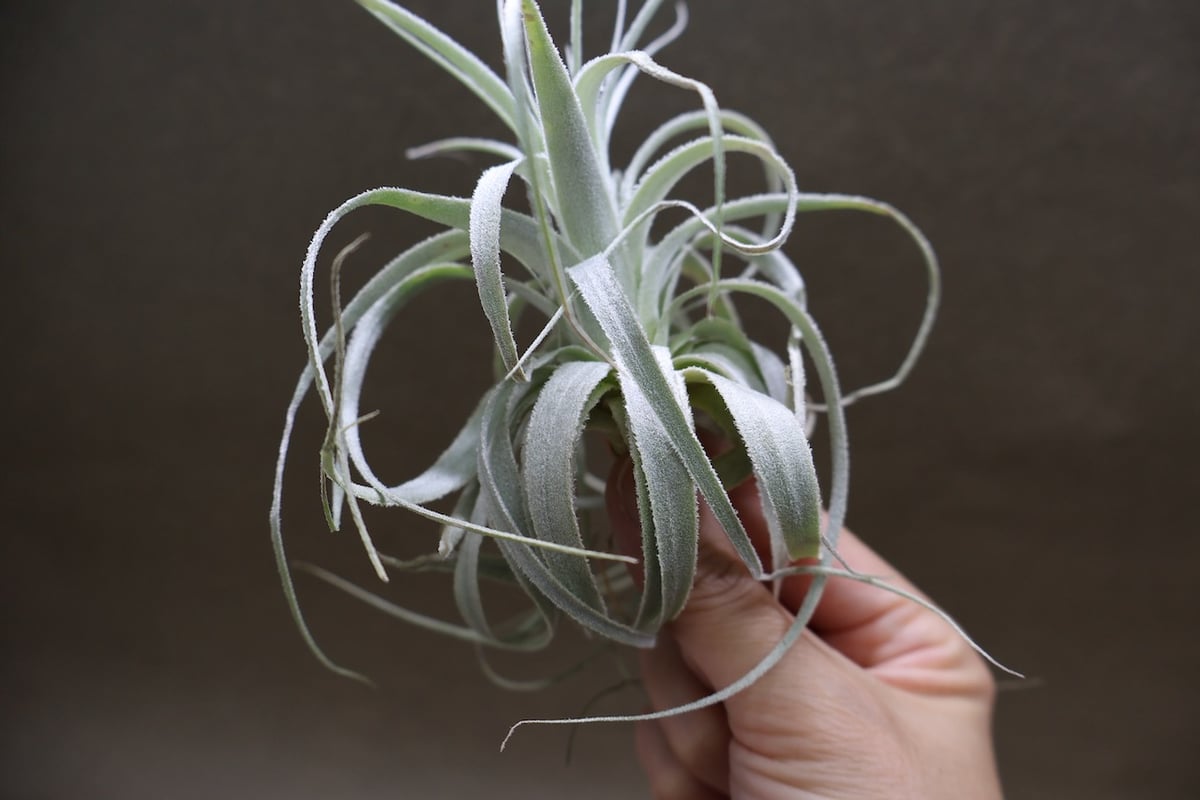 チャペウエンシス 07号 | air-plants TENGU-DO