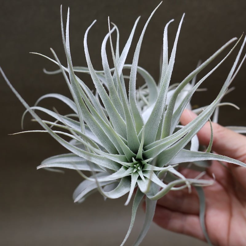 Tillandsia chapeuensis 速達発送 Tillandsia chapeuensis 速達発送 - メルカリ