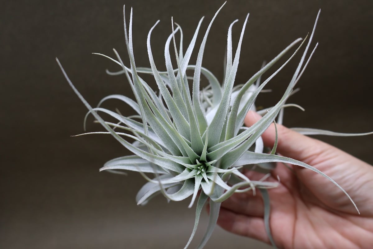 チャペウエンシス・チュリフォルミス　　(tillandsia,ティランジア) 白銀の塔ティランジア・チャペウエンシス・チュリフォルミス