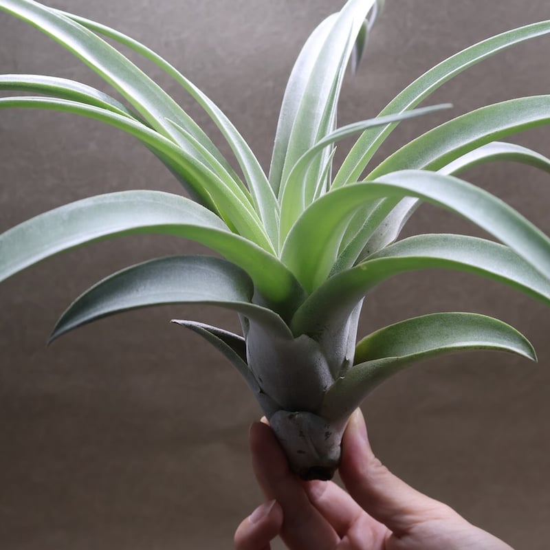 パドレ（ローランドゴッセリニーxチアペンシス）05号 | air-plants