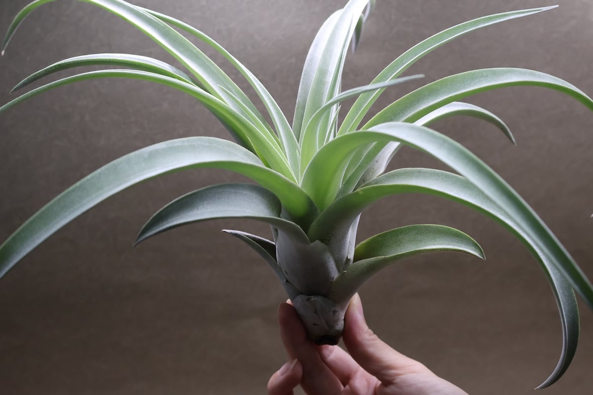 パドレ（ローランドゴッセリニーxチアペンシス）05号 | air-plants