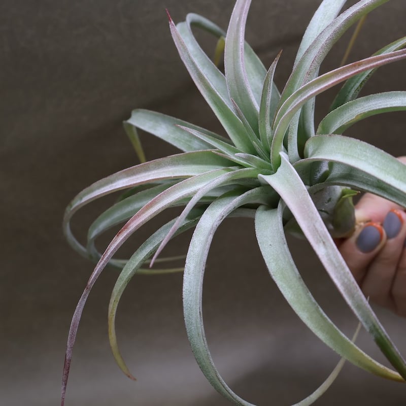 キセログラフィカ × イオナンタバンハイニンギー 06号 | air-plants