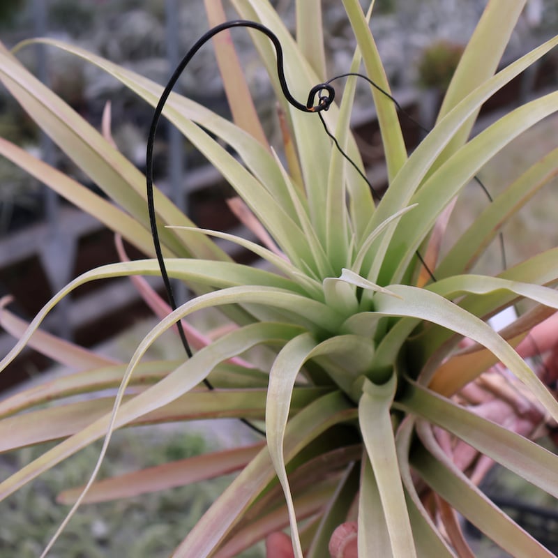 ロドセファラ 01号 | air-plants TENGU-DO