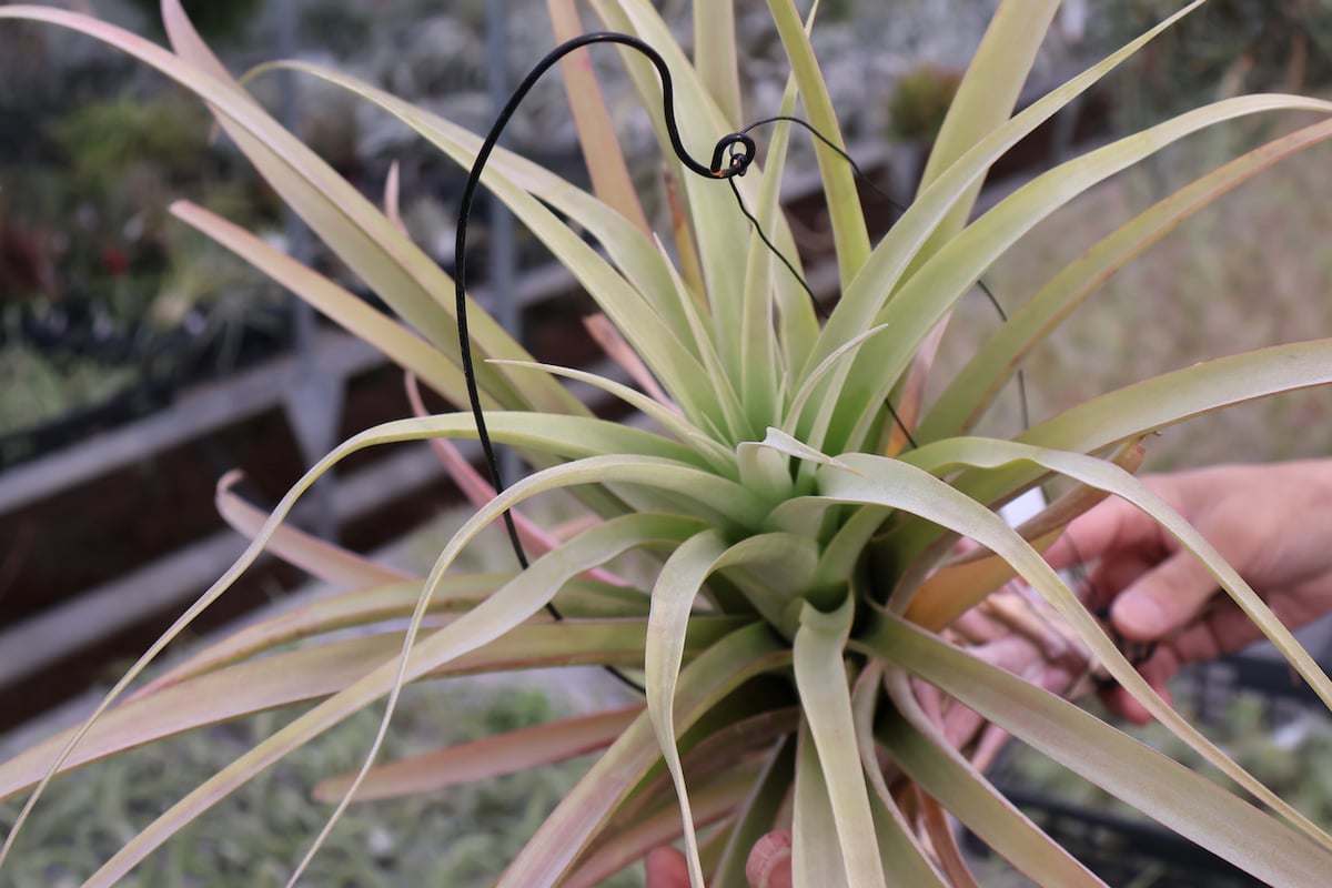 エアープランツ 小型 ロドセファラ ロドセファラ 01号 | air-plants TENGU-DO