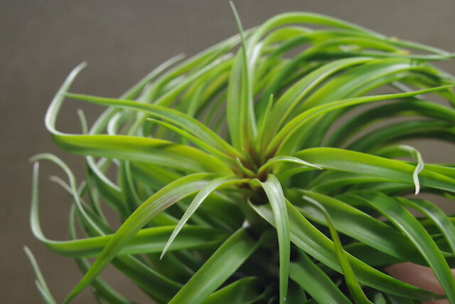 ブラキカウロス タイフーン 02号 | air-plants TENGU-DO