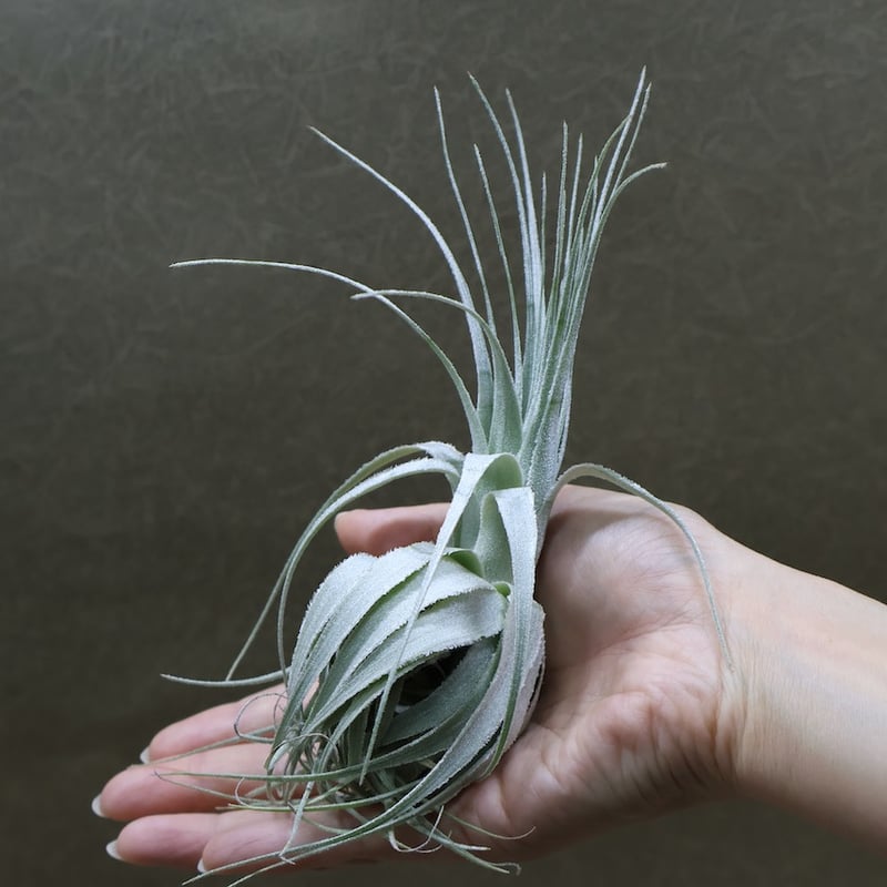 ガルドネリ モホ ド シャペウ 04号 | air-plants TENGU-DO