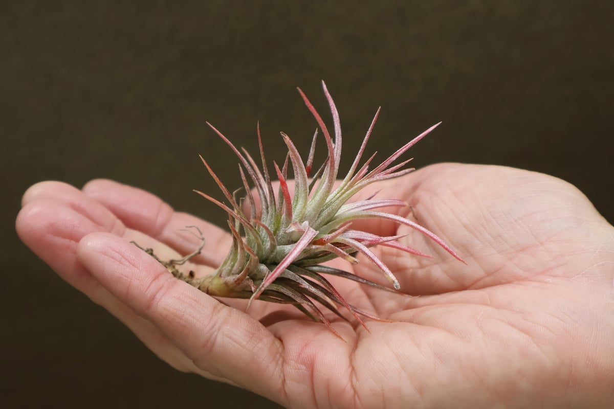 KN 1円！ ティランジア ハイブリッド フンキアナ X フックシー