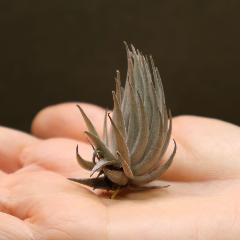 ピアウイエンシス 01号 | air-plants TENGU-DO