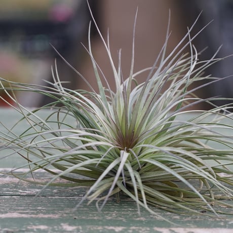 CATEGORY エアープランツ（ティランジア） | air-plants TENGU-DO