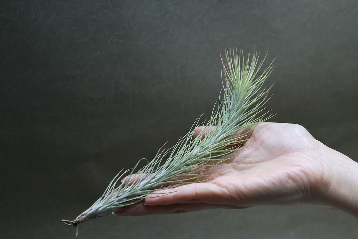 フンキアナ 11号 | air-plants TENGU-DO