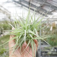 イオナンタ アルボマージナータ 48号 | air-plants TENGU-DO