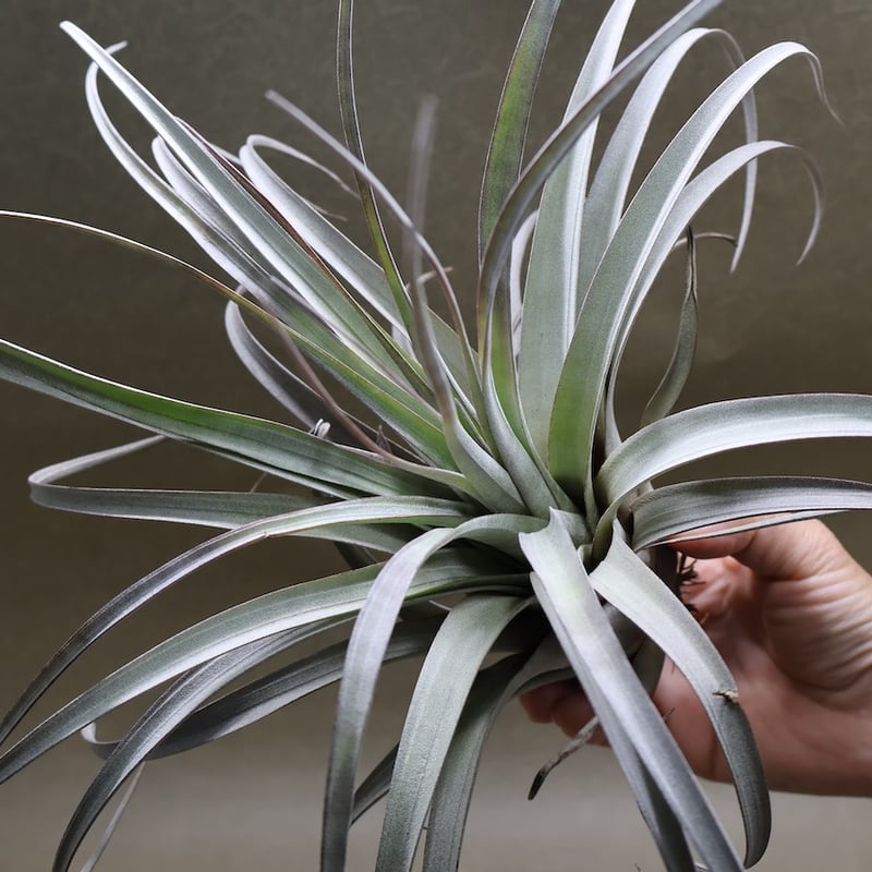 サカパネンシス 18号 | air-plants TENGU-DO