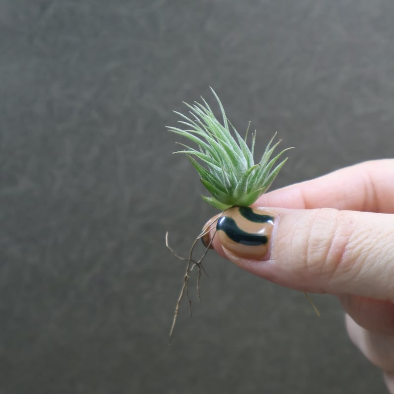 イオナンタ ヘーゼルナッツ Sサイズ 18号 | air-plants TENGU-DO