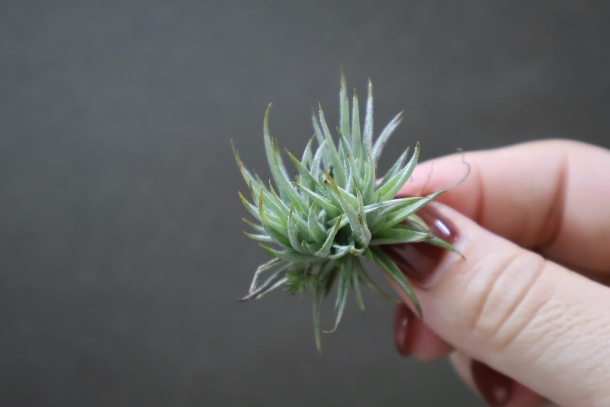 ロリアセア 12号 | air-plants TENGU-DO