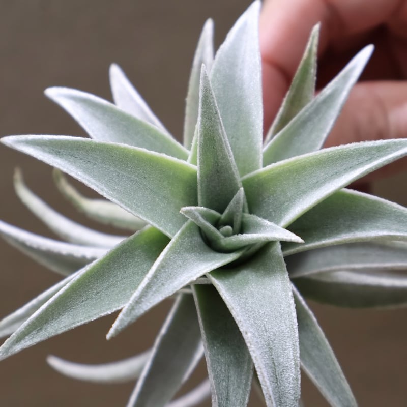 エディシアエ 70号 | air-plants TENGU-DO