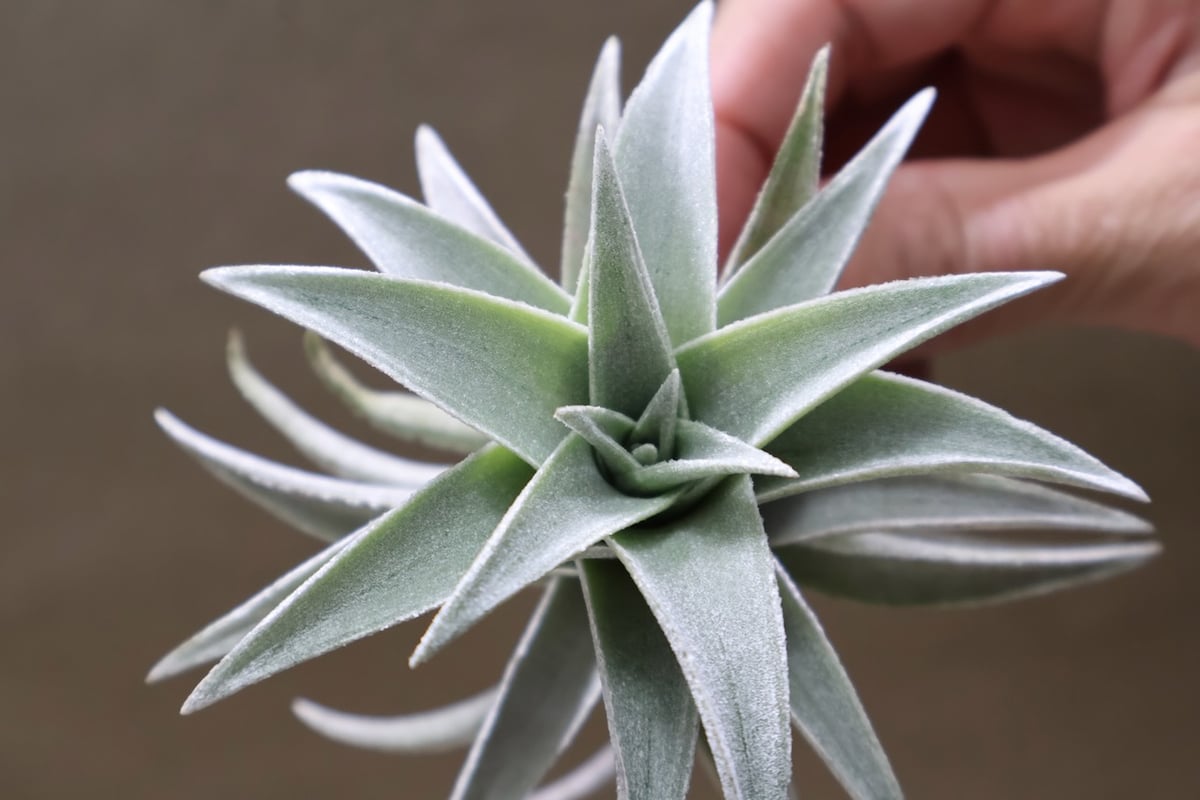 エディシアエ 70号 | air-plants TENGU-DO