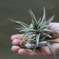 カピタータ シルバーローズ Sサイズ 28号 | air-plants TENGU-DO