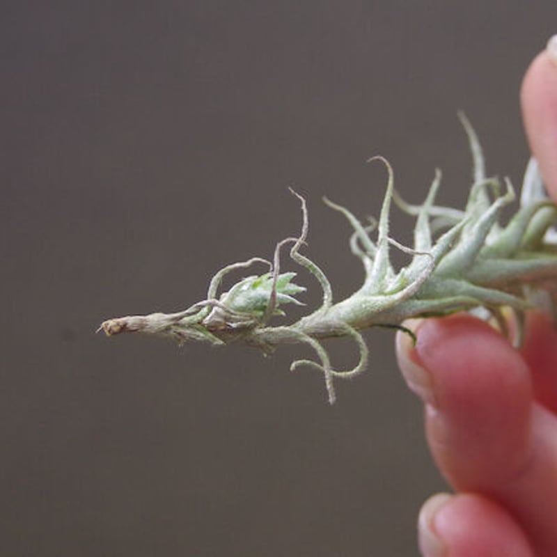 ステリフェラ 06号 | air-plants TENGU-DO