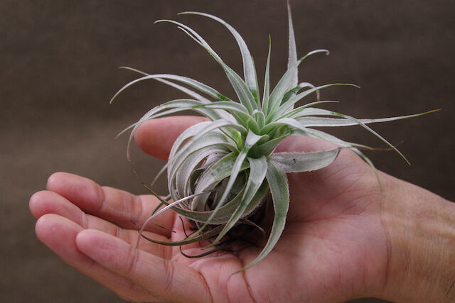 ガルドネリ ルピコラ 01号 | air-plants TENGU-DO