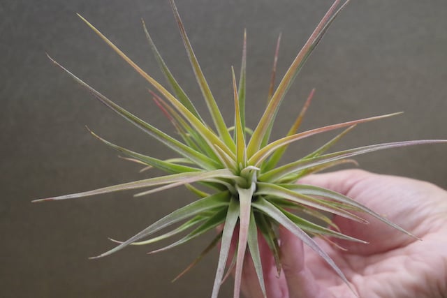 ノバキー × イオナンタ ウアメルラ 01号 | air-plants TENGU-DO