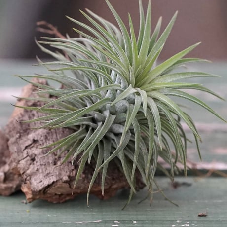 ブロメリア・エアープランツ A. Chocolate x N. Blushing Tiger N0592 ブロメリア・エアープランツ A. Chocolate x N. Blushing Tiger