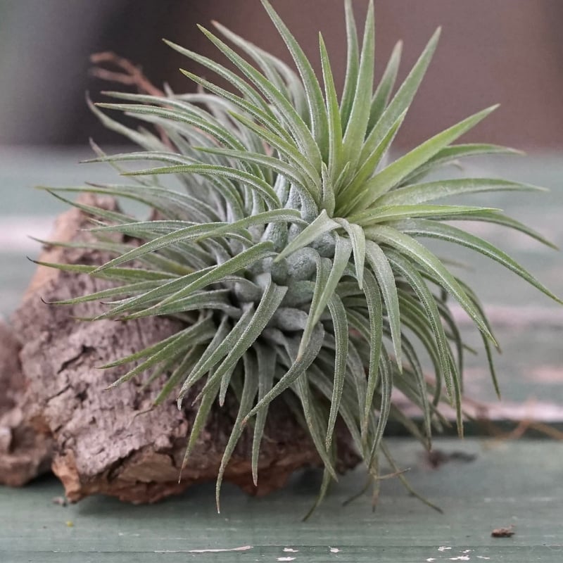 スタッフ特選】イオナンタ コルク着生 | air-plants TENGU-DO