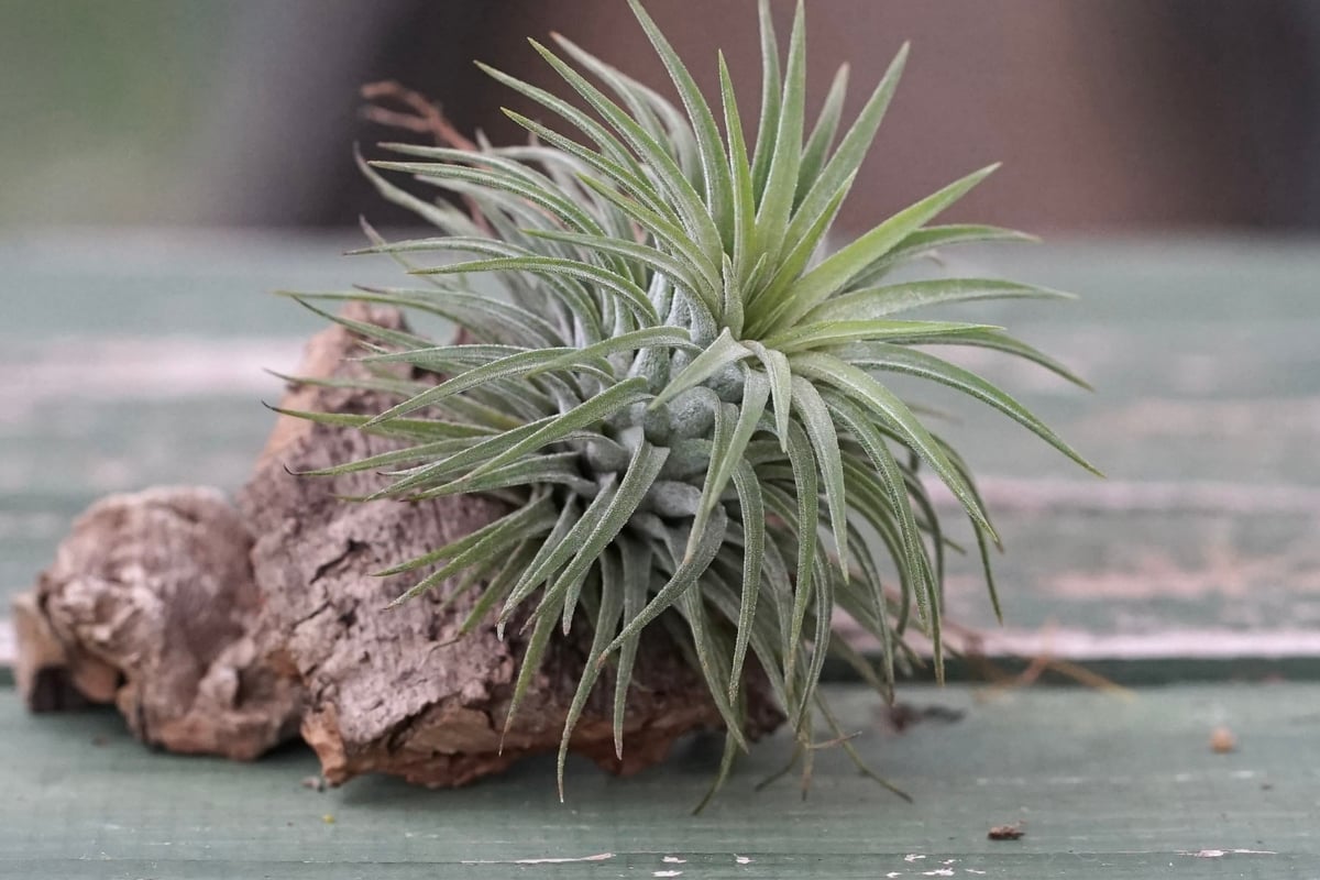 スタッフ特選】イオナンタ コルク着生 | air-plants TENGU-DO