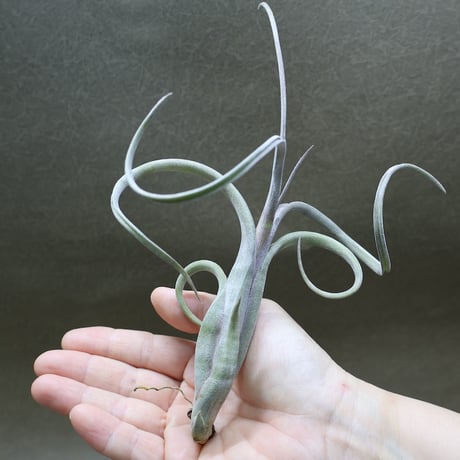 STORES エアープランツの検索結果