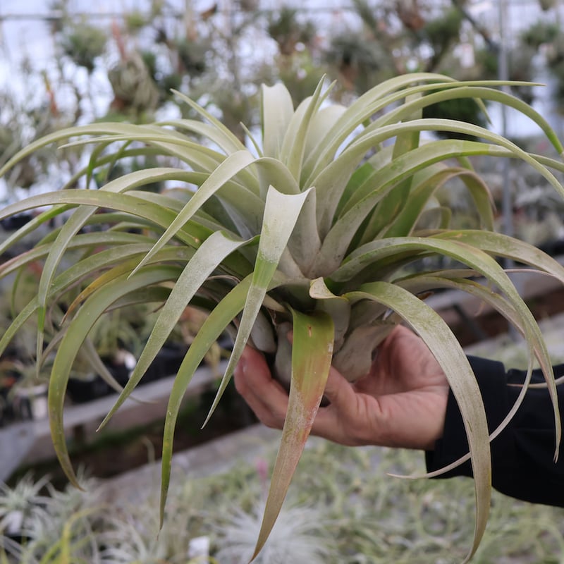 カピタータ シルバーローズ XLサイズ 17号 | air-plants TENGU-DO