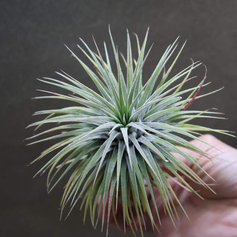 イオナンタ スノーボール 01号 | air-plants TENGU-DO