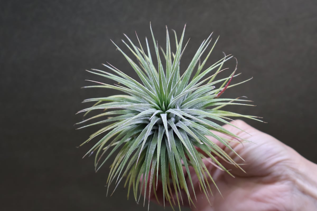 イオナンタ スノーボール 01号 | air-plants TENGU-DO