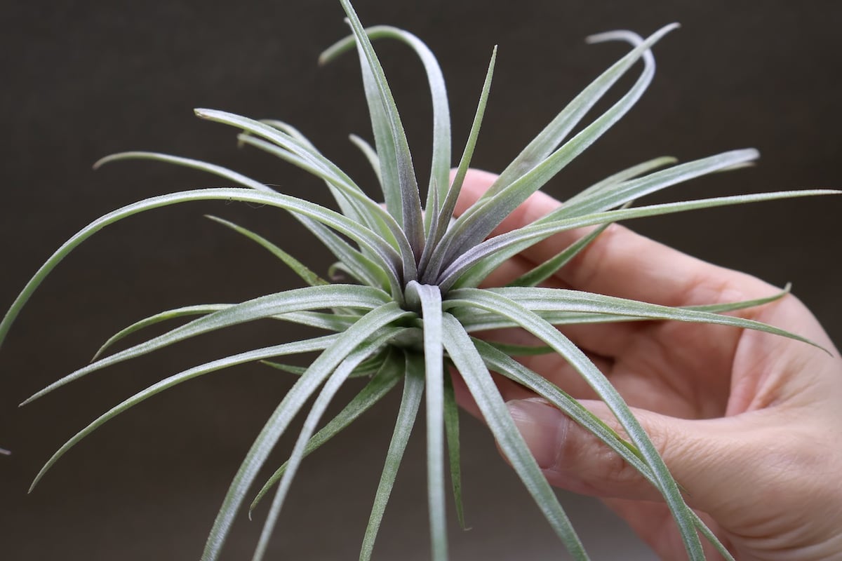 イオナンタ　ロン　レインフォレスト イオナンタ ロン レインフォレスト チランジア・イオナンタ