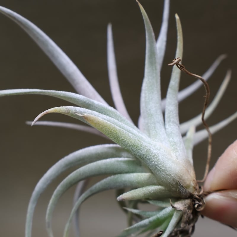 チアペンシス ギガンテスコ 21号 | air-plants TENGU-DO