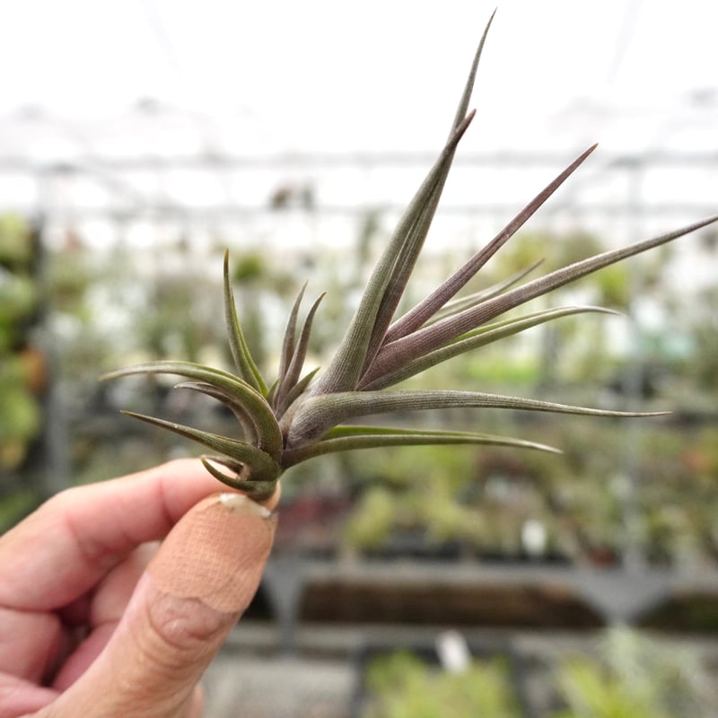 スタッフ特選】ゼチェリ | air-plants TENGU-DO