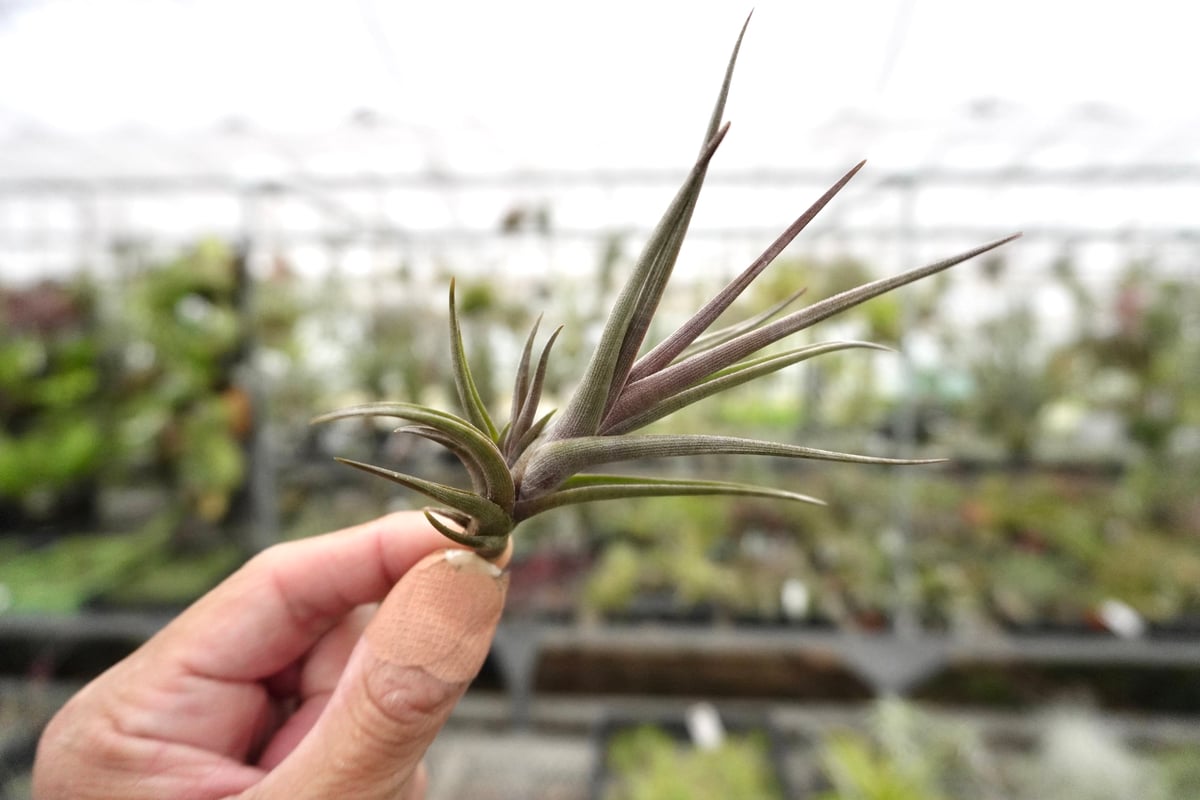 スタッフ特選】ゼチェリ | air-plants TENGU-DO