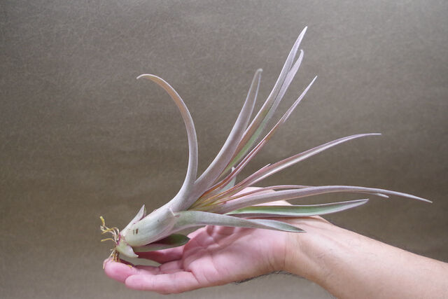 カピタータ オレンジ× ストレプトフィラ Sサイズ12号 | air-plants