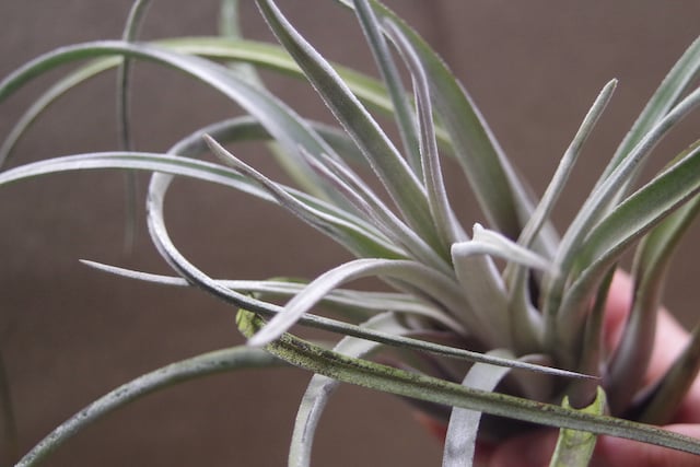 クラーケン 01号 | air-plants TENGU-DO