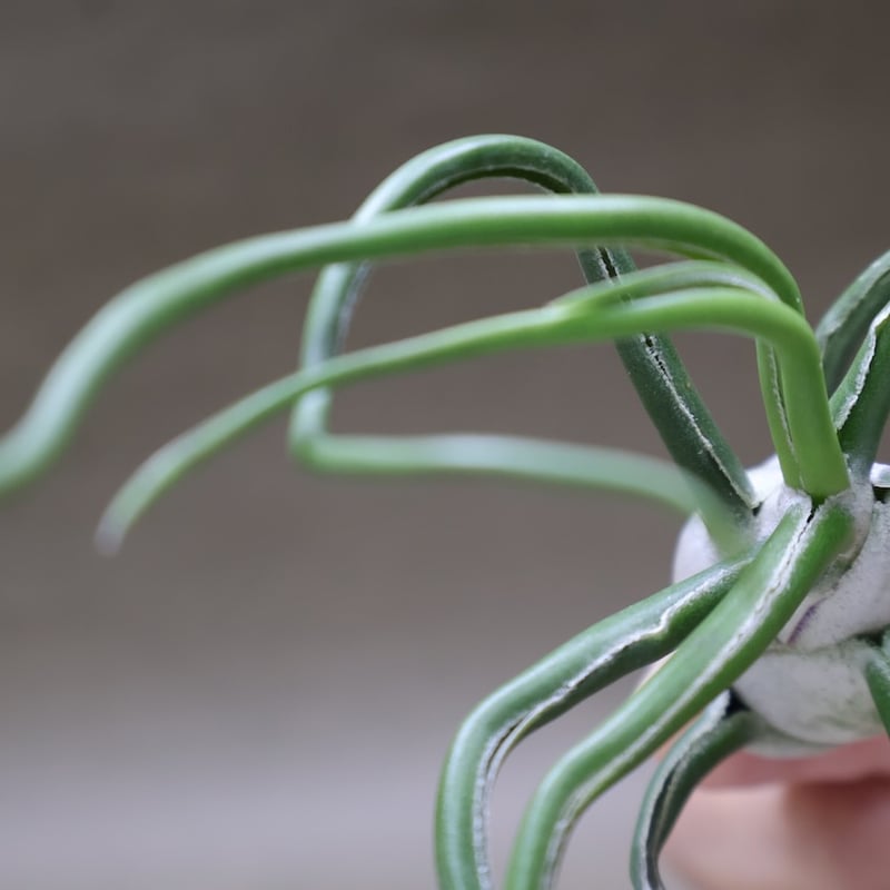 ブルボーサ ジャイアント70号 | air-plants TENGU-DO