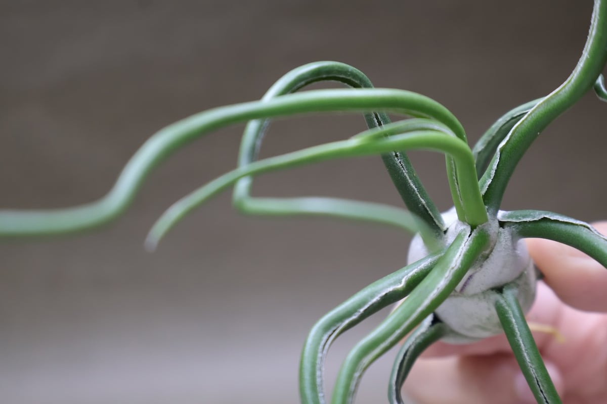 ブルボーサ ジャイアント70号 | air-plants TENGU-DO