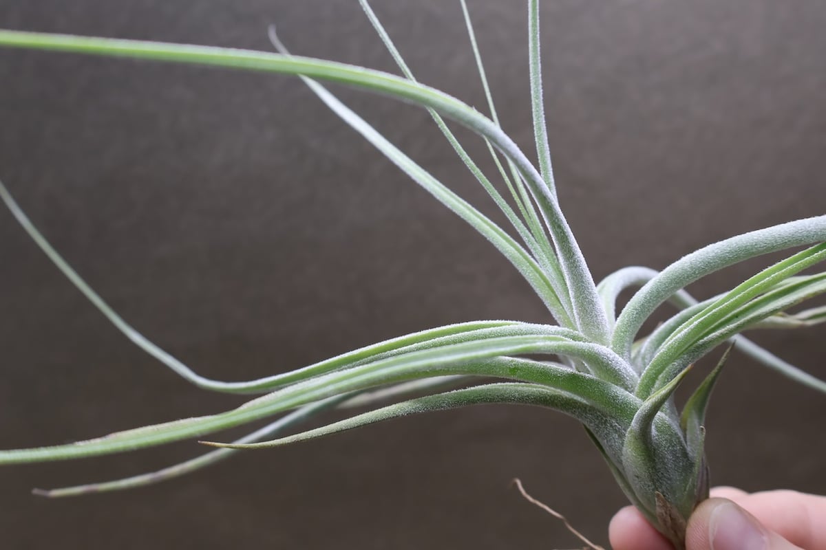 シーディアナ × エーレルシアナ 04号 | air-plants TENGU-DO