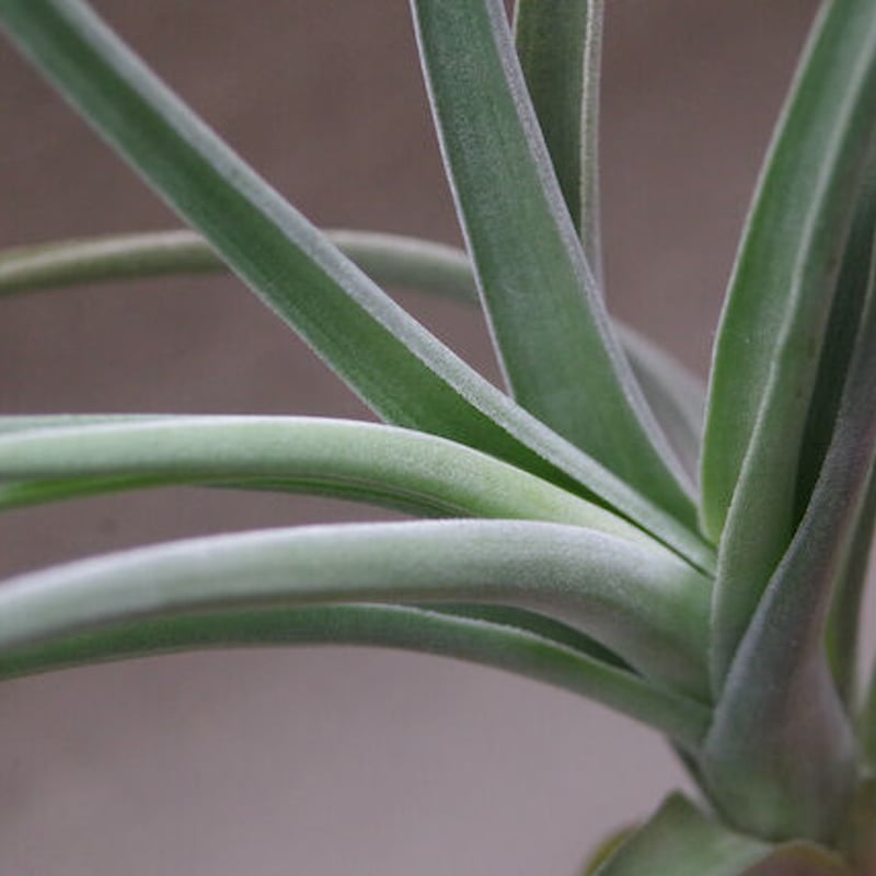 ベルメホエンシス 近縁種 01号 | air-plants TENGU-DO