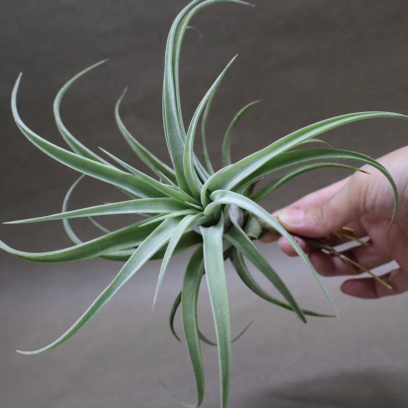 ティランジア　イオナンタバンハイニンギーミノール ティランジア・イオナンタ ・バンハイニンギー【栽培品種まとめ】