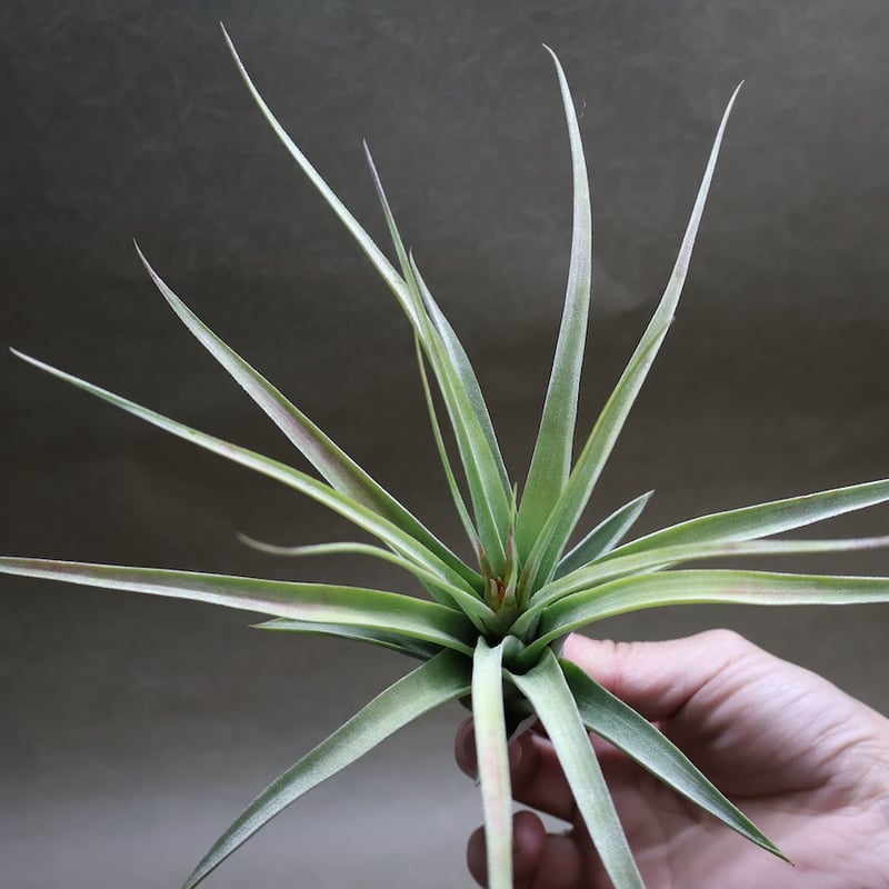 チランジア コンコロール × ストレプトフィラ セレクテッド チランジア・コンコロール×ストレプトフィラ Tillandsia concolor × T