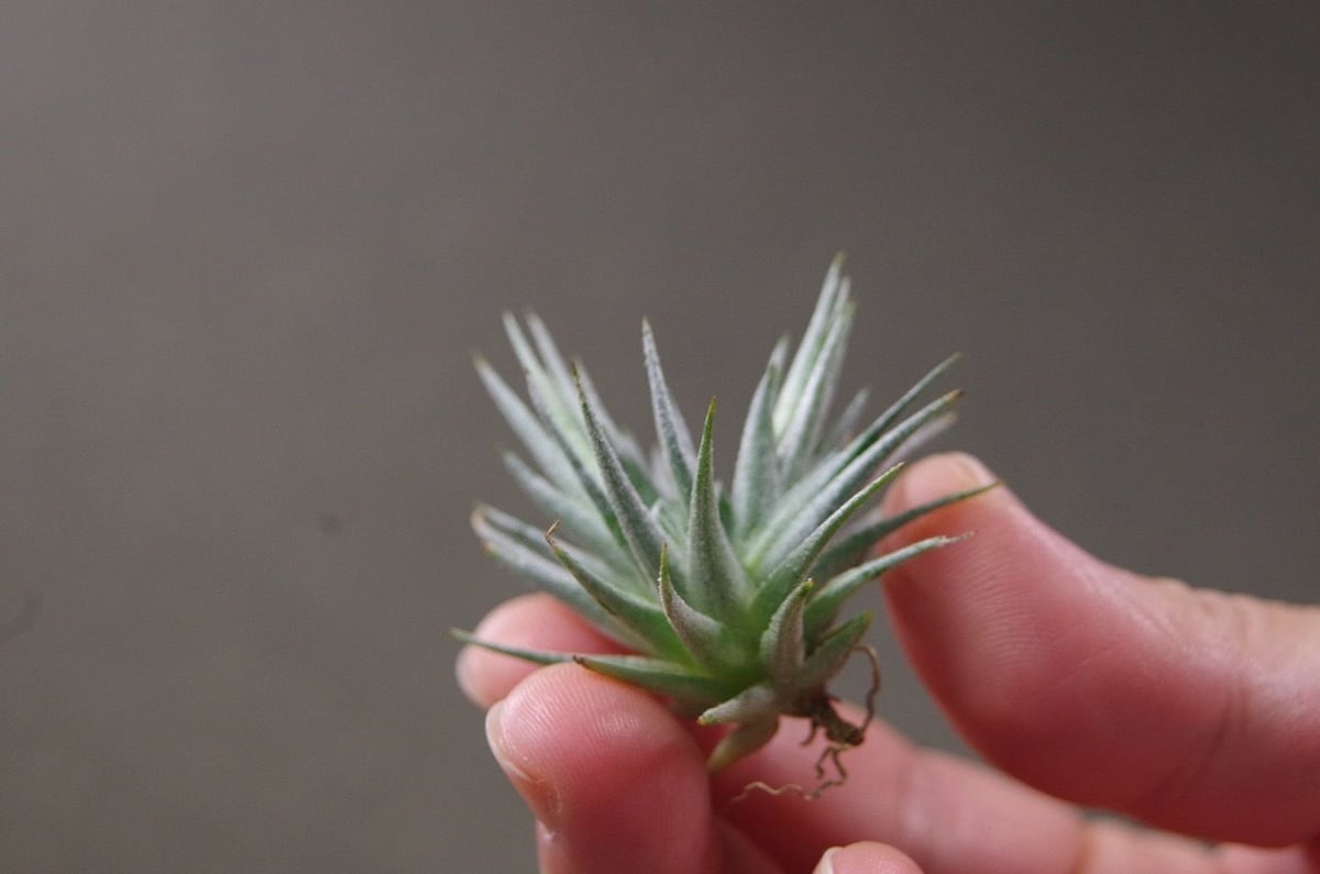 ロリアセア | air-plants TENGU-DO