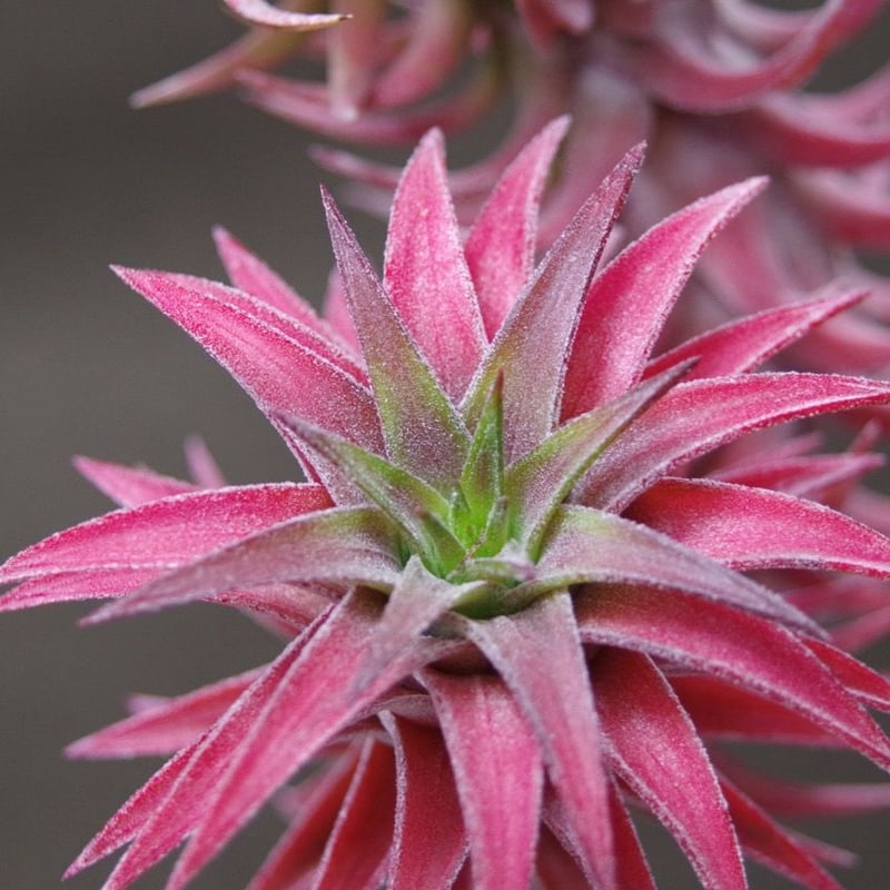 Ionantha vanhyningii 斑入り イオナンタ バンハイニンギー イオナンタ バンハイニンギー 29号 | air-plants TENGU-DO